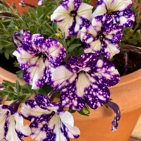 Ferretti Garda Palace Aparthotel Peschiera del Garda